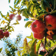 Gezondheidseffecten appel