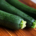 Courgette